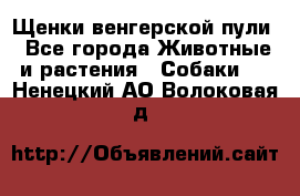 Щенки венгерской пули - Все города Животные и растения » Собаки   . Ненецкий АО,Волоковая д.